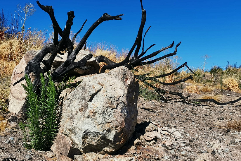 Los incendios catastróficos en Chile en un contexto de cambio climático