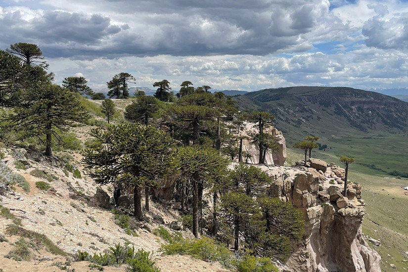 Investigan la dinámica histórica de los bosques de araucaria durante los últimos milenios