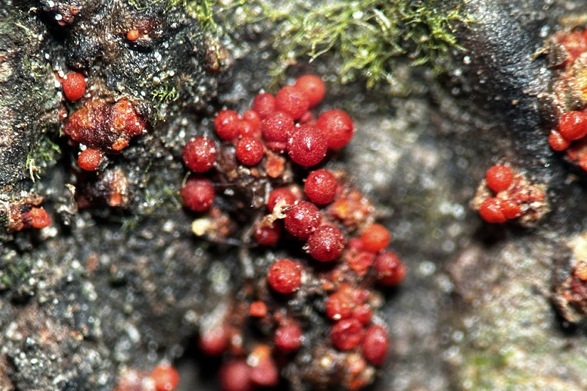 Estudio aporta evidencia experimental sobre comportamiento oportunista de hongo patógeno que afecta a Pinus radiata
