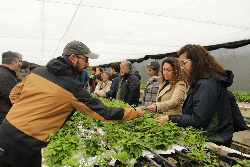 Finaliza proyecto para desarrollar árboles híbridos de raulí x roble