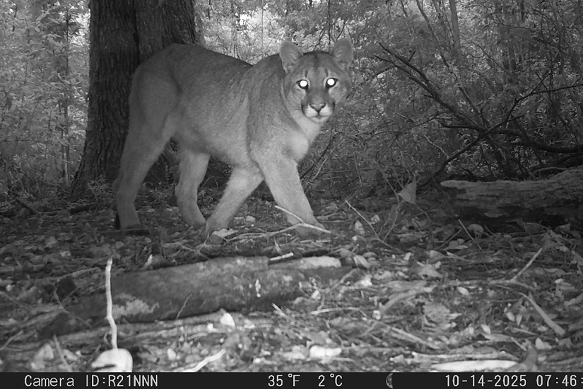 Llamativos hallazgos sorprenden en entorno urbano de Valdivia