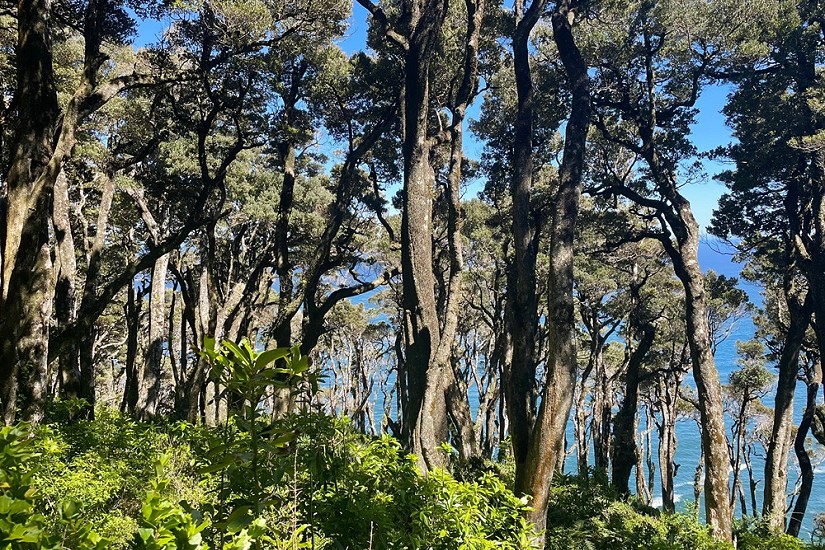 Columna: Redescubrir el bosque a través de cada árbol